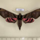 77881p Sphingidae Adhemarius fulvescens Panama $25