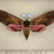 77884p Sphingidae Adhemarius dariensis f Panama $35