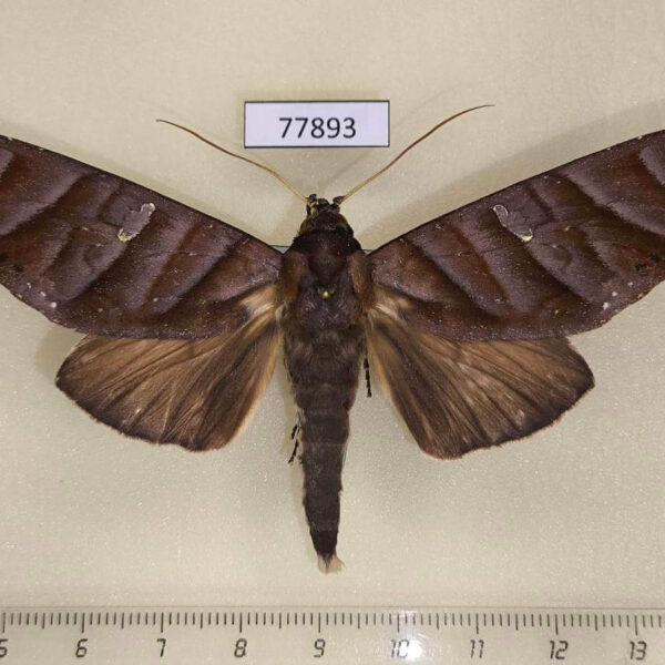 Notodontiidae Hapigia nodicornis Panama