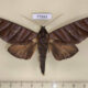 77893p Notodontiidae Hapigia nodicornis Panama $15