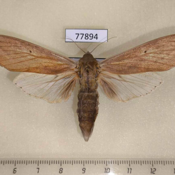 Noctuidae sp. Panama