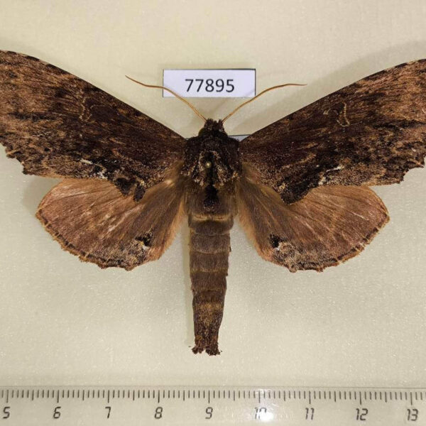 Notodontiidae Naprepa houla Panama