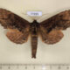77895p Notodontiidae Naprepa houla Panama $10