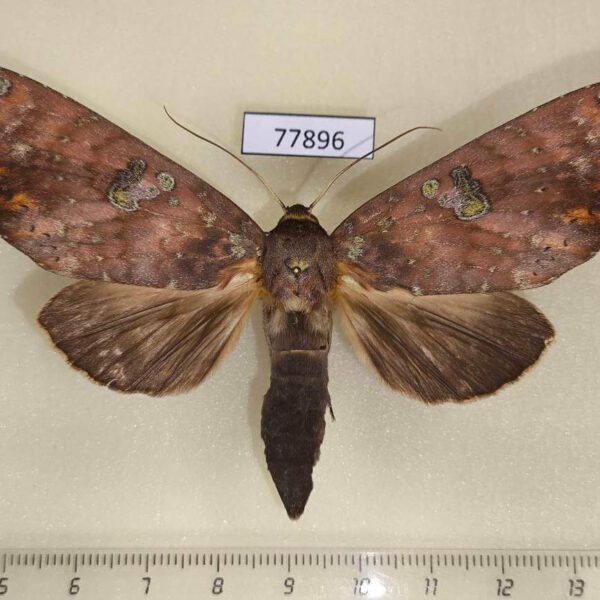 Notodontiidae Hapigia repandens f Panama