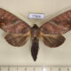 77896p Notodontiidae Hapigia repandens f Panama $15