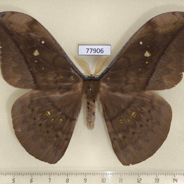 Saturniidae Copaxa multifenestrata Panama