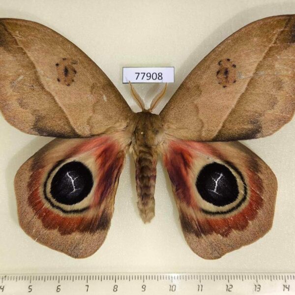 Saturniidae Automeris dagmarae Panama