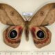 77908p Saturniidae Automeris dagmarae Panama $30