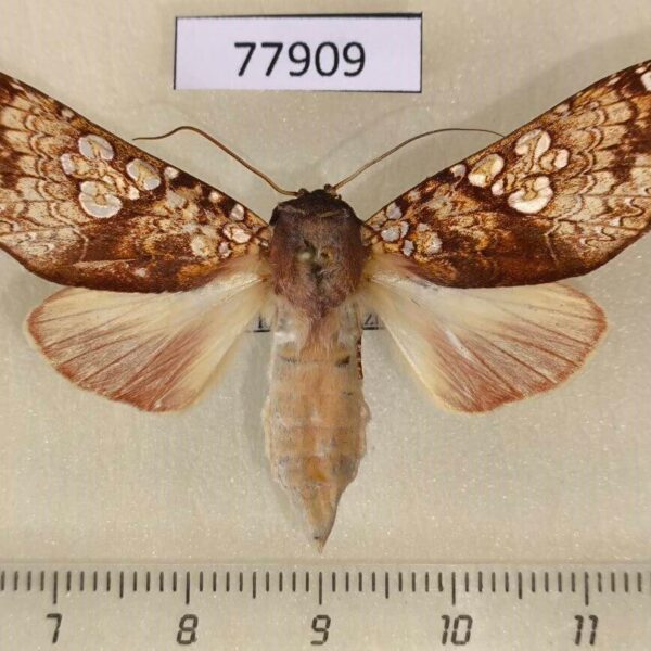 Notodontiidae Hapigia cresus Costa Rica