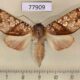 77909p Notodontiidae Hapigia cresus Costa Rica $18