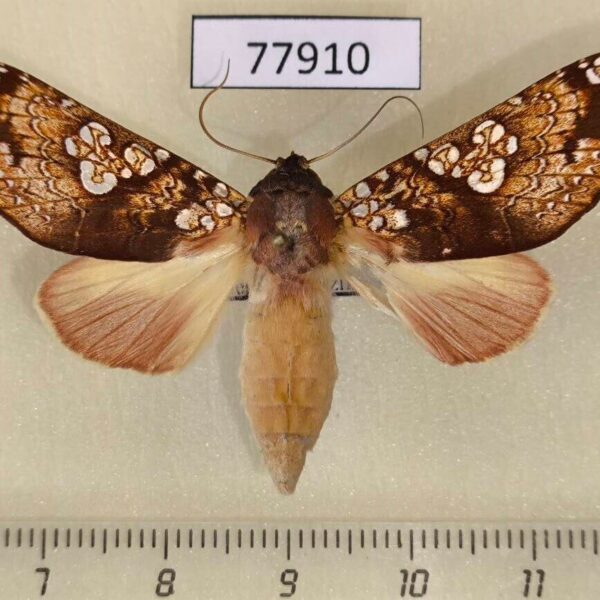 Notodontiidae Hapigia cresus Costa Rica