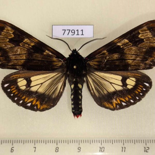 Arctiidae Dysschema vidua Panama