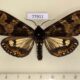 77911p Arctiidae Dysschema vidua Panama $25