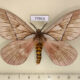 77913p Saturniidae Pseudodirphia regia Panama $20