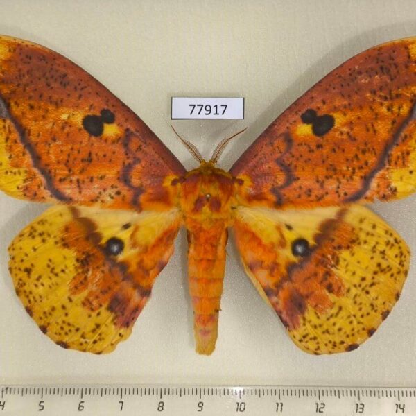 Saturniidae Eacles ormondei vanschaycki Panama
