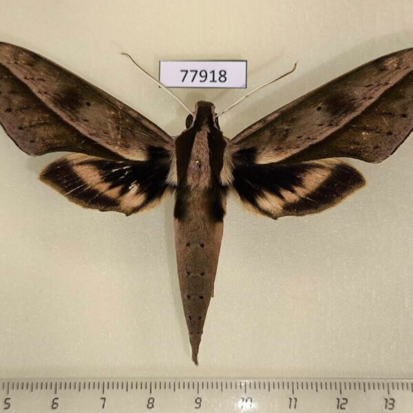 Sphingidae Xylophanes acrus Panama