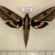 77918p Sphingidae Xylophanes acrus Panama $15