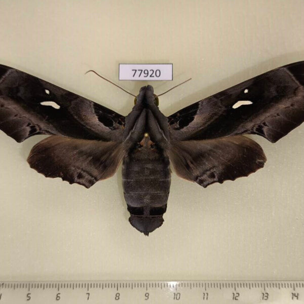 Sphingidae Madoryx plutonius f Panama
