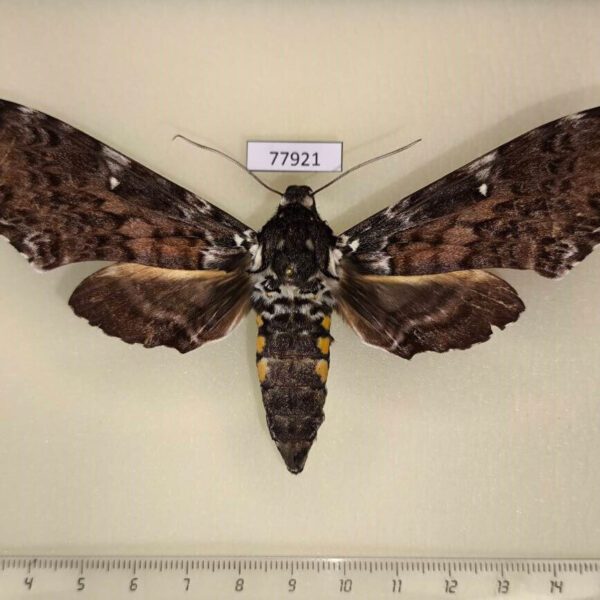 Sphingidae Manduca dalica f Panama