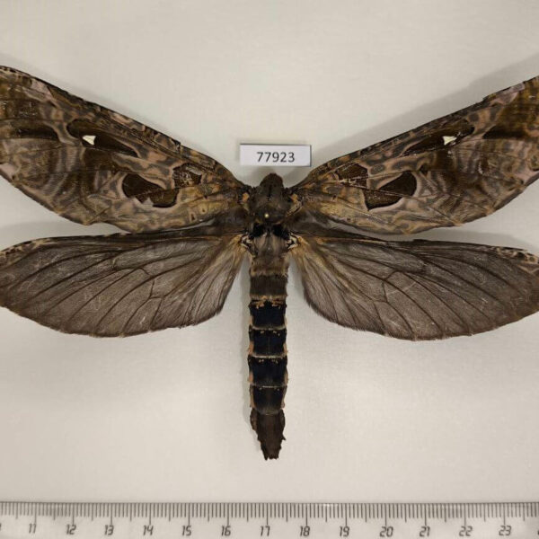Hepialidae Phassus n-signatus f Panama