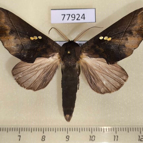 Notodontiidae Hapigiodes sigifredomarini Panama