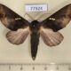 77924p Notodontiidae Hapigiodes sigifredomarini Panama $14