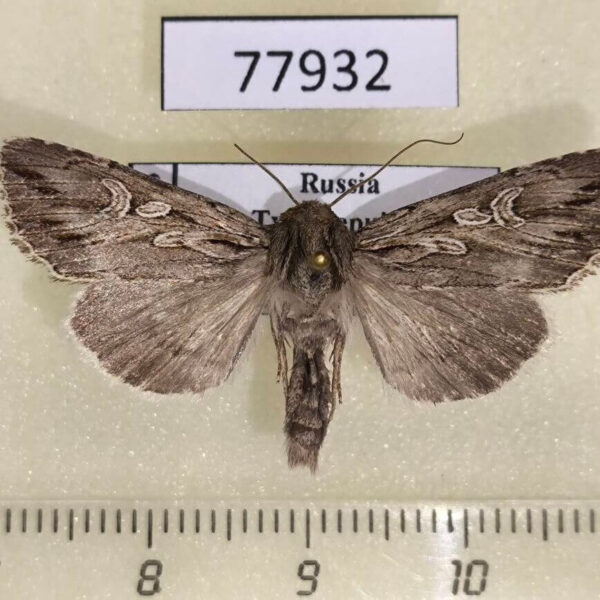 Noctuidae Rhiza commoda Tyva rep.