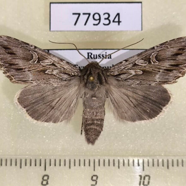 Noctuidae Rhiza commoda Tyva rep.