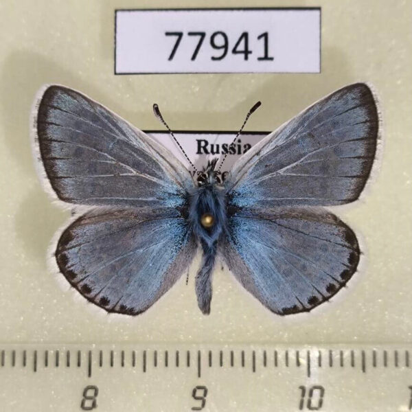 Lycaenidae Polyommatus erotides Tyva rep.