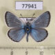 77941p Lycaenidae Polyommatus erotides Tyva rep. $6