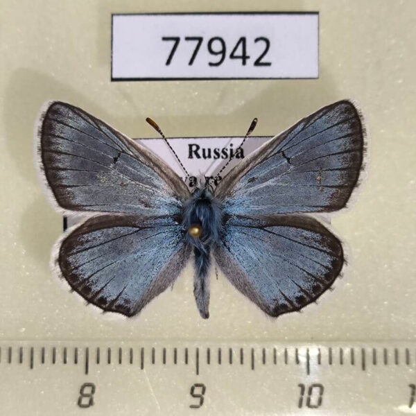 Lycaenidae Polyommatus erotides Tyva rep.