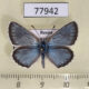 77942p Lycaenidae Polyommatus erotides Tyva rep. $6