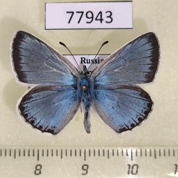 Lycaenidae Polyommatus erotides Tyva rep.