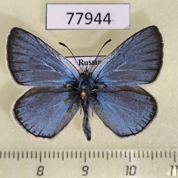 Lycaenidae Plebicula amandus Tyva rep.