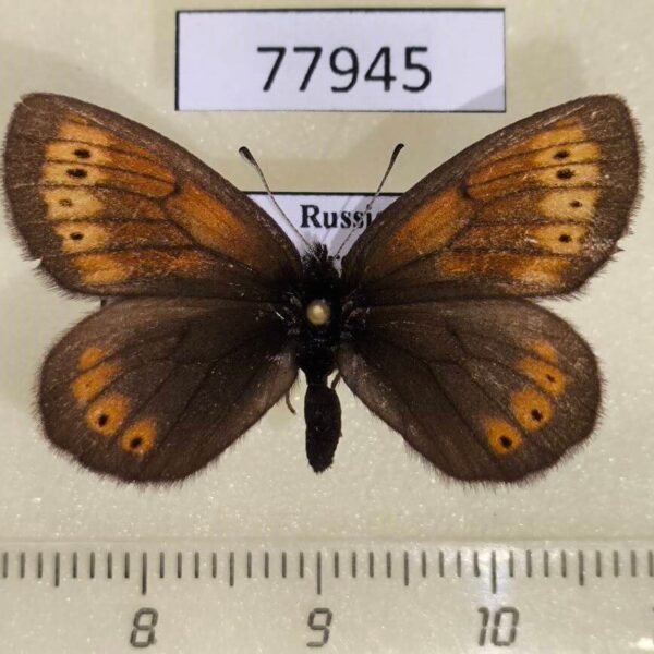 Satyridae Erebia kefersteinii  Tyva rep.