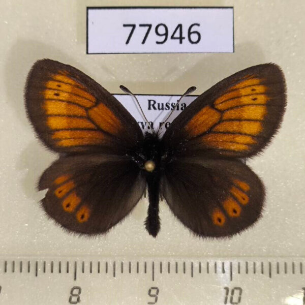Satyridae Erebia kefersteinii Tyva rep.