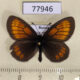 77946p Satyridae Erebia kefersteinii Tyva rep. $3
