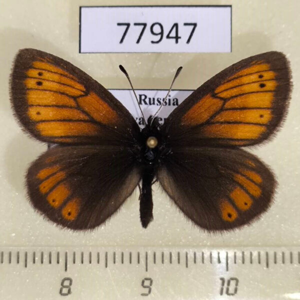 Satyridae Erebia kefersteinii Tyva rep.