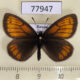 77947p Satyridae Erebia kefersteinii Tyva rep. $8
