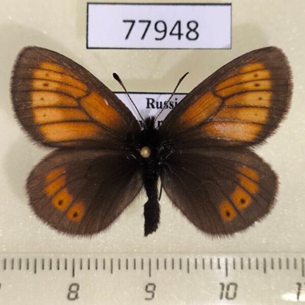 Satyridae Erebia kefersteinii Tyva rep.