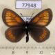 77948p Satyridae Erebia kefersteinii Tyva rep. $7