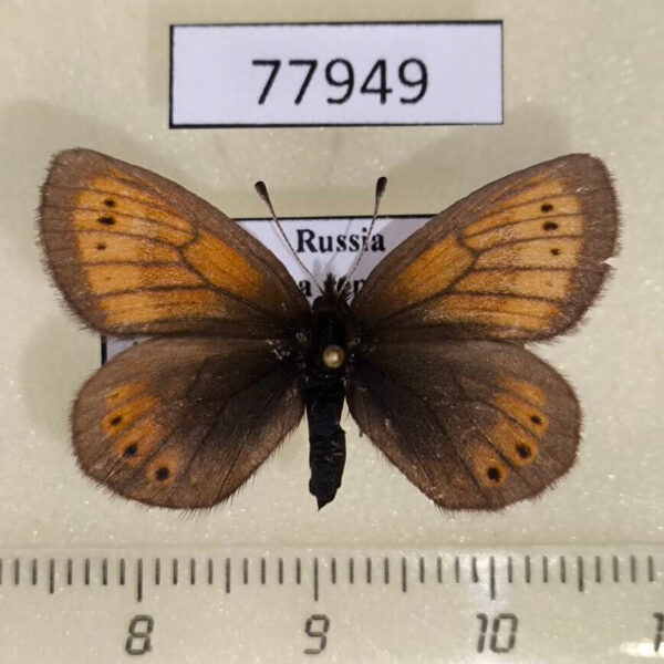 Satyridae Erebia kefersteinii f Tyva rep.