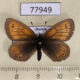 77949p Satyridae Erebia kefersteinii f Tyva rep. $7
