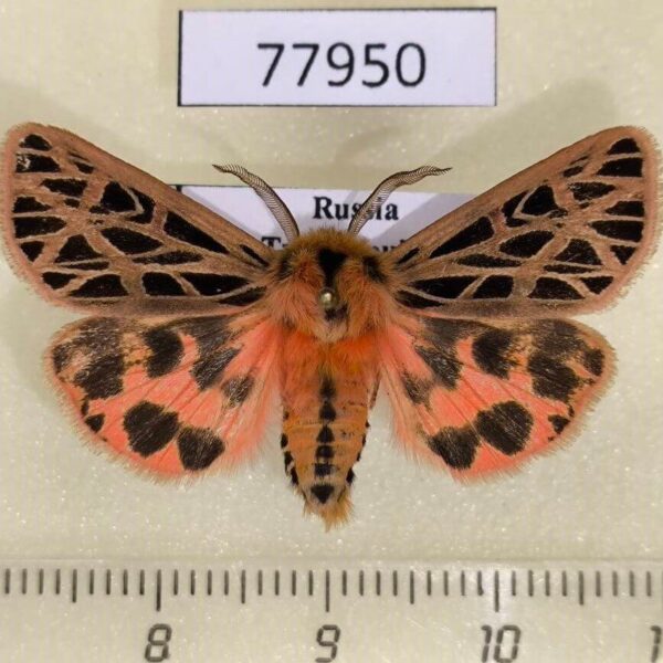 Arctiidae Chelis dahurica Tyva rep.