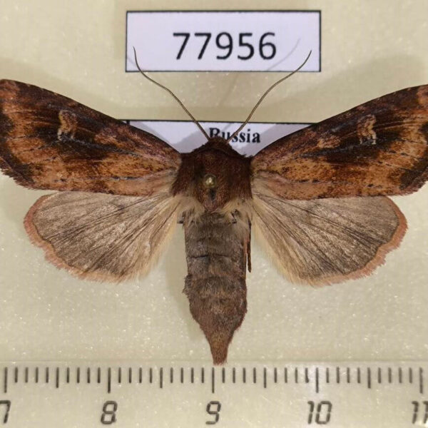 Noctuidae Resapamea hedeni Tyva rep.