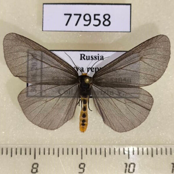 Arctiidae Dodia diaphana Tyva rep.