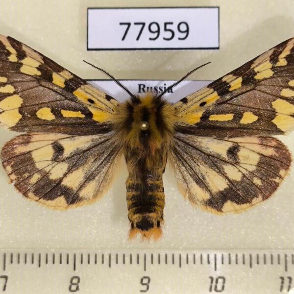 Arctiidae Platarctia ornata Khakassia rep.