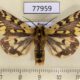 77959p Arctiidae Platarctia ornata Khakassia rep. $18
