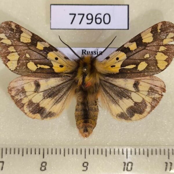 Arctiidae Platarctia ornata Khakassia rep.