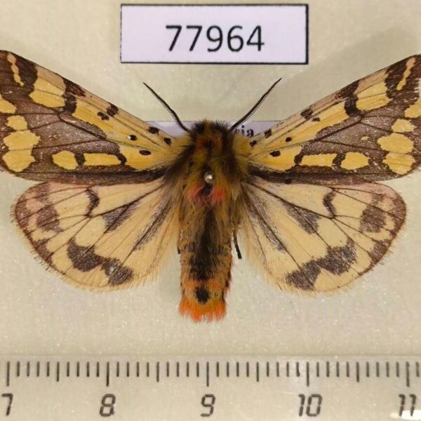 Arctiidae Platarctia ornata Khakassia rep.